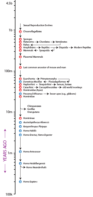 human evolution chain