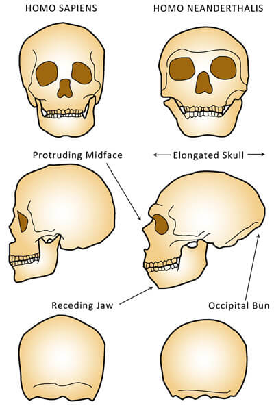 neanderthal skull